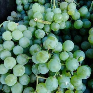 無農薬！！！🍇自家製ぶどう🍇の画像