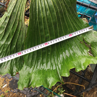 ビカクシダ 植物 観葉植物 コウモリラン