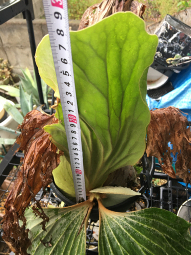 ビカクシダ　植物　観葉植物 コウモリラン