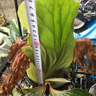 ビカクシダ 植物 観葉植物 コウモリラン