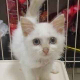 岡山市保健所収容中★可愛い仔猫の女の子です！