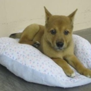 岡山市保健所★可愛い仔犬の女の子！