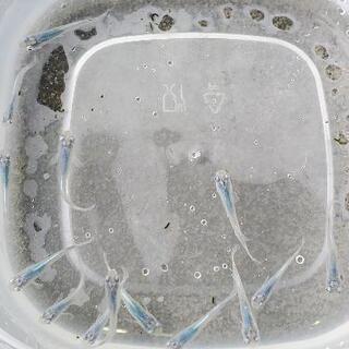 メダカ　深海　一匹300円