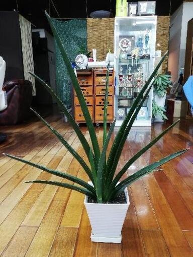 観葉植物　『サンスベリア　カタナ』
