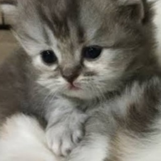 スコティッシュフォールド子猫1匹