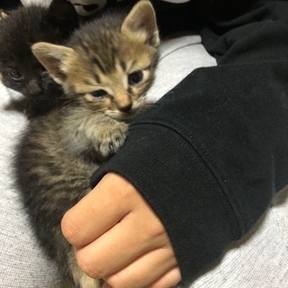 里親募集