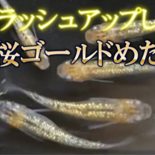 夜桜ゴールドめだかの稚魚