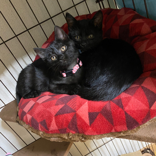 仲良し黒猫のオスメス仔猫ちゃん2匹