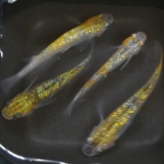 夜桜めだかの幼魚（1〜1.5センチ）