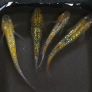 夜桜めだかの幼魚（1〜1.5センチ）の画像