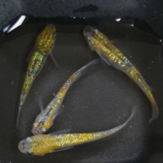 夜桜めだかの幼魚（1〜1.5センチ）の画像