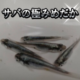 サバの極みめだかの成魚（2センチ以上）