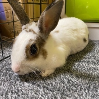 うさぎ(ネザーランド)里親募集