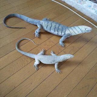 爬虫類好きな方