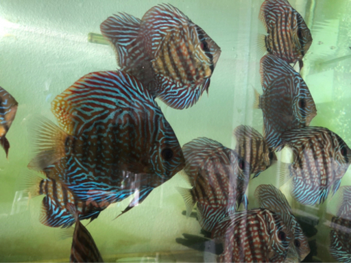 ディスカス　水槽内全部