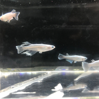 メダカ各種