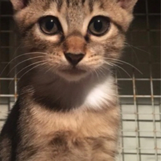 大人しく凛々しいハッピーちゃん