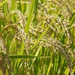 新米 半田市産 きぬひかり　30キロ 地産地消！