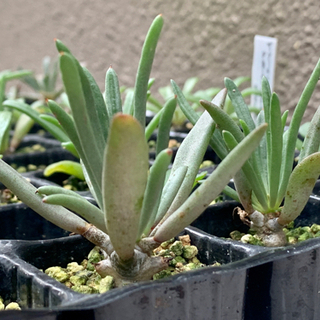 チレコドン パニクラータ 阿房宮の画像