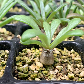 チレコドン パニクラータ 阿房宮の画像