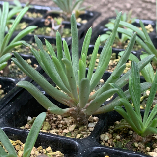 チレコドン パニクラータ 阿房宮