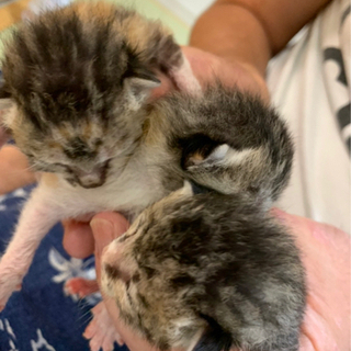 【問い合わせ一時停止中】3匹の子猫の里親募集🐱