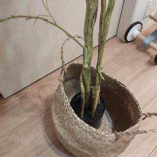フェイクグリーン　人工観葉植物の画像