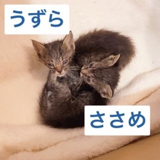 【里親募集中】生後1ヶ月子猫【交渉成立】