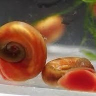 レッドラムズホーン10匹