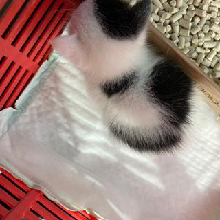 白黒　子猫　決まりました