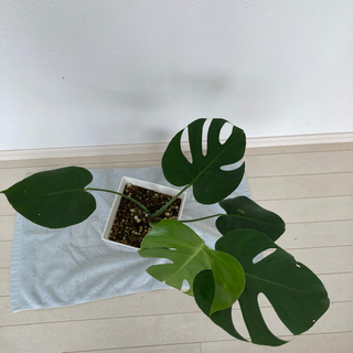 モンステラ　50㎝の画像