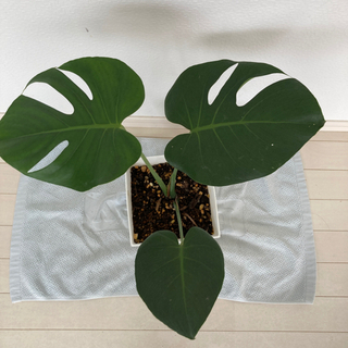 モンステラ　45㎝の画像