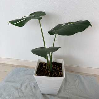 モンステラ　45㎝