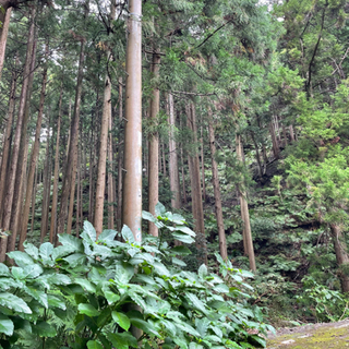 静岡県西伊豆町の山林売ります！　