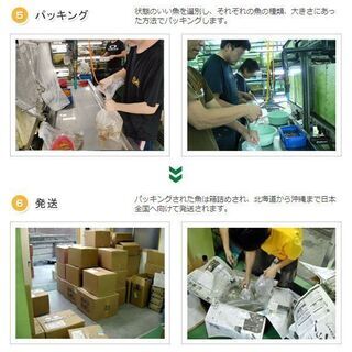 【急募！】熱帯魚・水草・アクアリウム商品　ＰＣ在庫管理・商品の登録・梱包や発送業務の画像