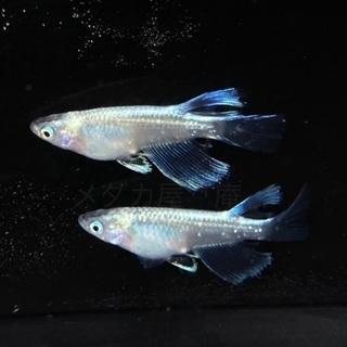 【出張】メダカ掬い・即売🐠同業協賛イベントも【集客UPに】