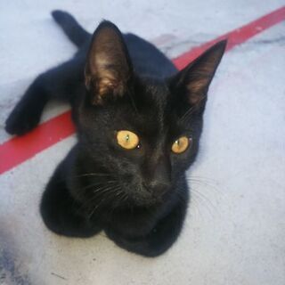 やんちゃな黒猫の里親さん決まりました。