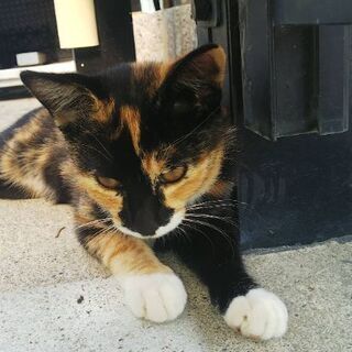 つんでれの子猫の里親さん募集