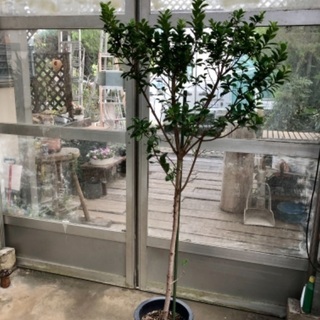ガジュマル 現品処分品です