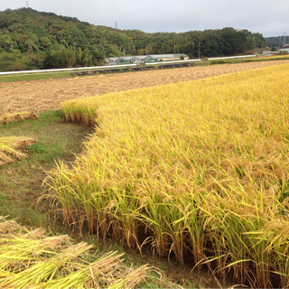 令和3年産　新米ヒノヒカリ　30キロ