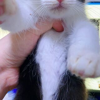 生後2ヶ月毎日遊び足りない子猫の姉妹3匹