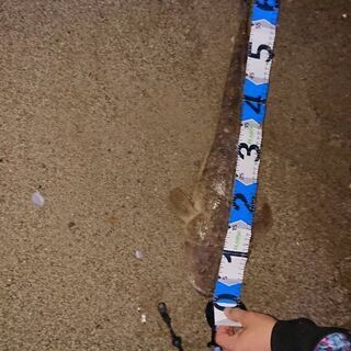 釣り一緒にやりましょ　 - 友達