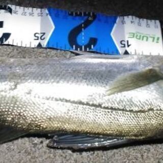 釣り一緒にやりましょ　