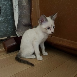 子猫2ヶ月半です。他に4匹います。