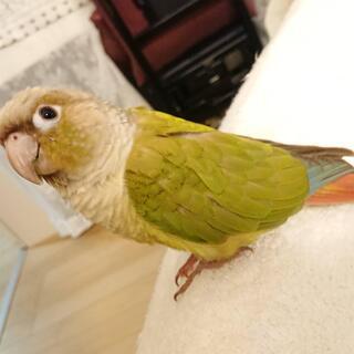 迷子のウロコインコを探しています