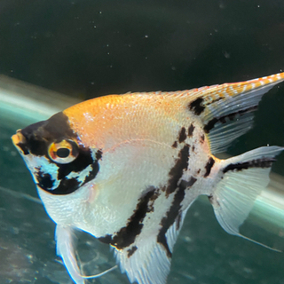 熱帯魚ブルーエンゼルフィッシュ、マーブルエンゼルフィッシュ3匹セット