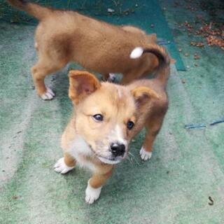 茶色い子犬