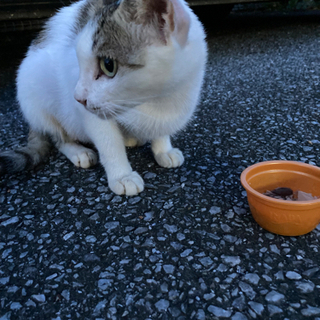 子ネコを保護できる方、募集しています！ - 猫
