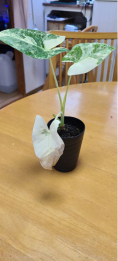クワズイモ　斑入り