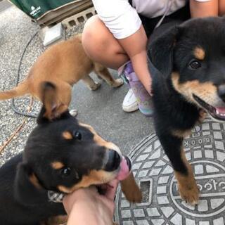 再募集可愛い子犬